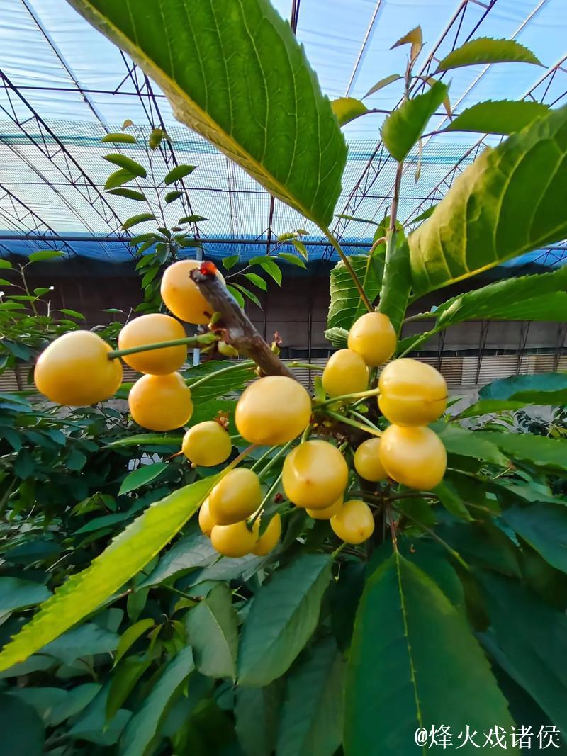 国产精品视频:樱桃红馨香,尽享免费精彩内容 国产精品视频:樱桃红馨香,尽享免费精彩内容
